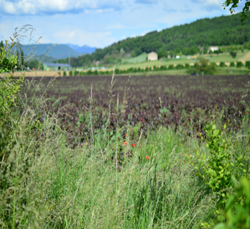 Field-in-France_2_Header-Image-mobile