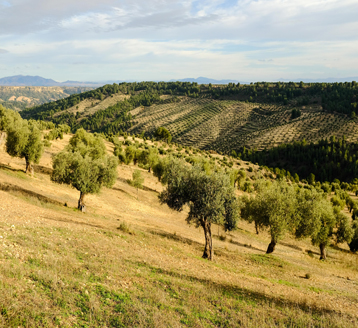 Olive-Trees-France_Header-Image-mobile