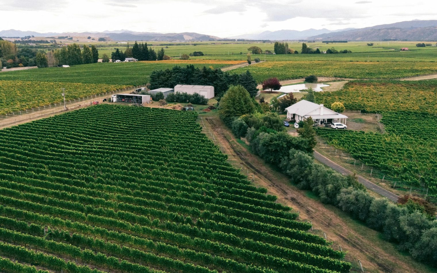 Field in Europe_Header Image