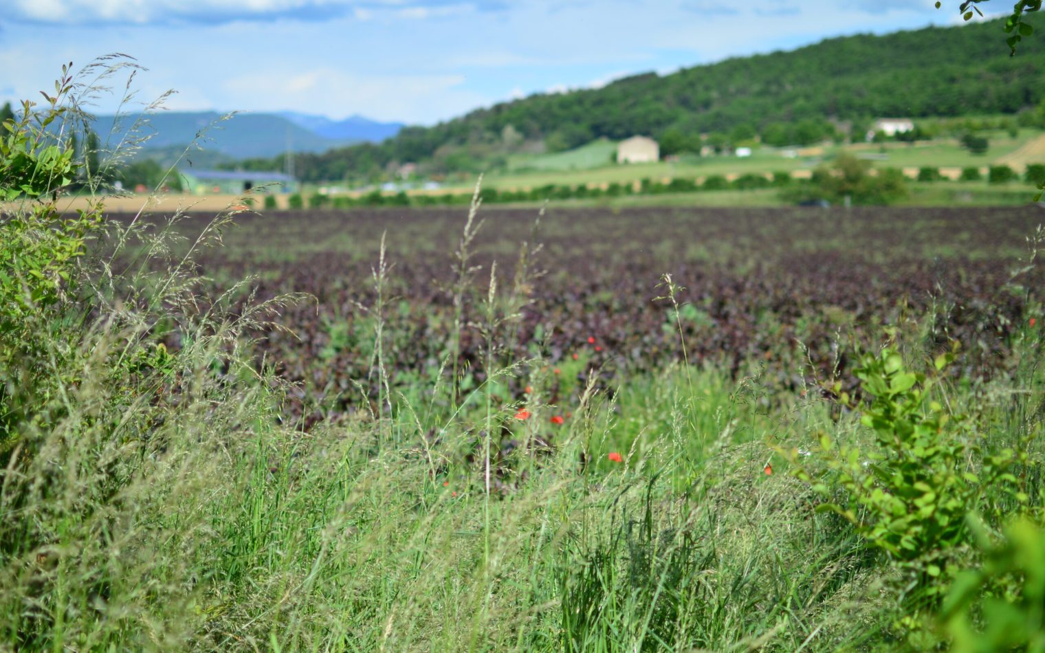 Field in France_2_Header Image