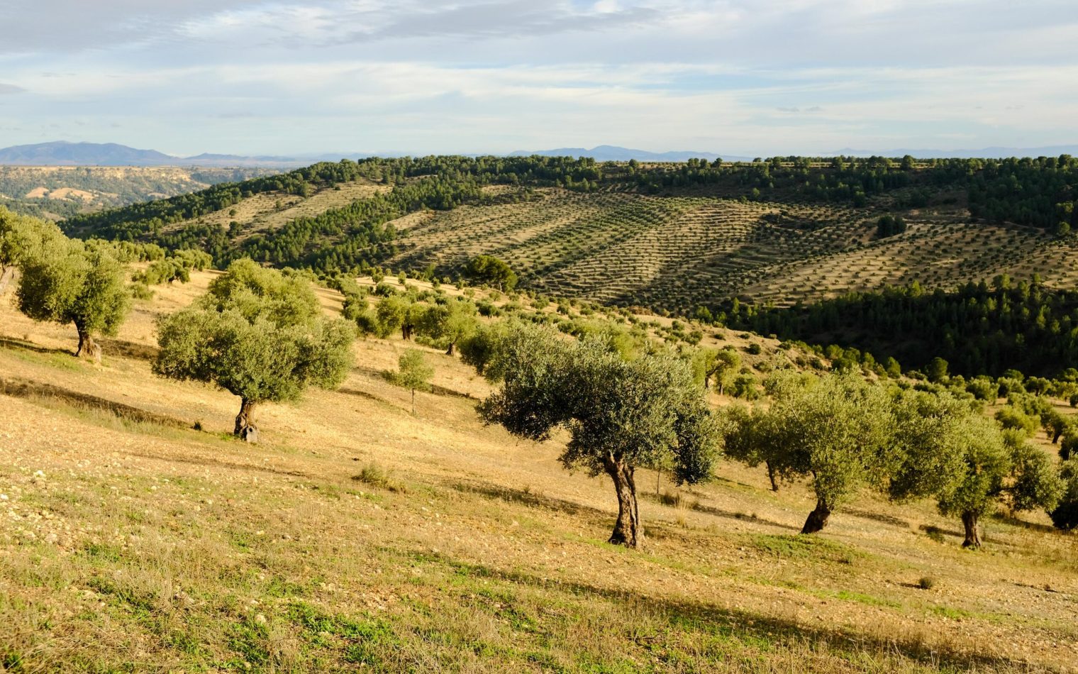 Olive Trees France_Header Image